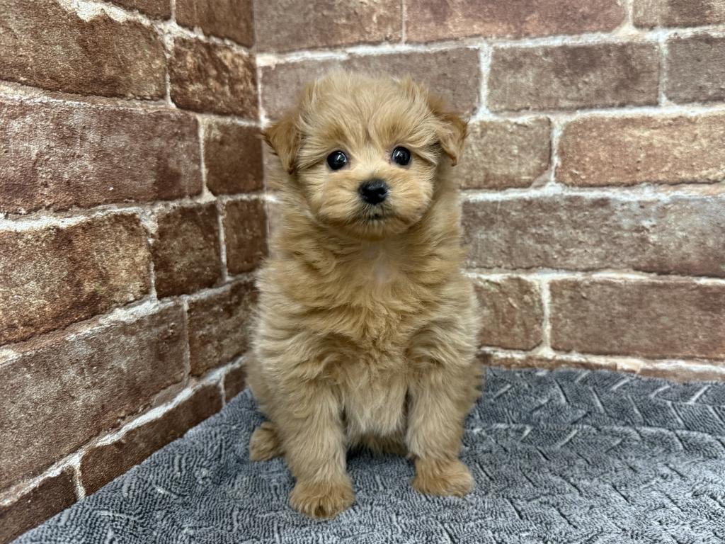 茨城県のハーフ犬・ミックス犬 (OneBuddy常陸大宮店/2025年12月6日生まれ/女の子/その他色)の子犬