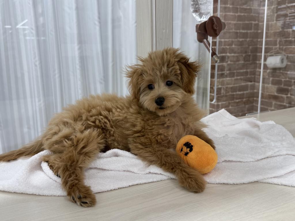 茨城県のポメプー(ポメラニアン×プードル) (OneBuddy常陸大宮店/2025年12月6日生まれ/女の子/その他色)の子犬の2枚目の画像