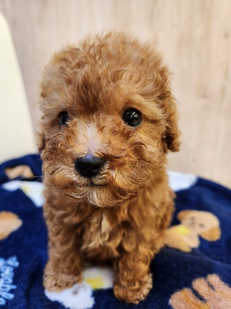 埼玉県のトイプードル(トイ) (OneDo吹上店/2026年1月3日生まれ/男の子/レッド)の子犬の1枚目の画像
