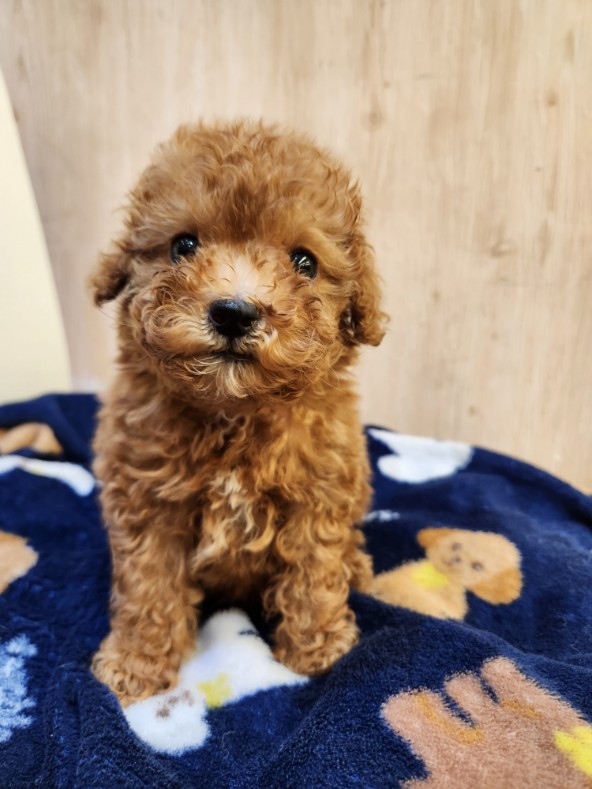 埼玉県のトイプードル(トイ) (OneDo吹上店/2026年1月3日生まれ/男の子/レッド)の子犬の2枚目の画像