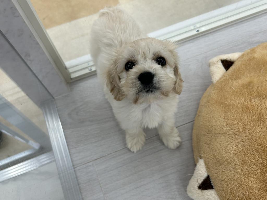 茨城県のハーフ犬・ミックス犬 (OneBuddyトモニーつくば店/2026年1月25日生まれ/男の子/その他色)の子犬の1枚目の画像