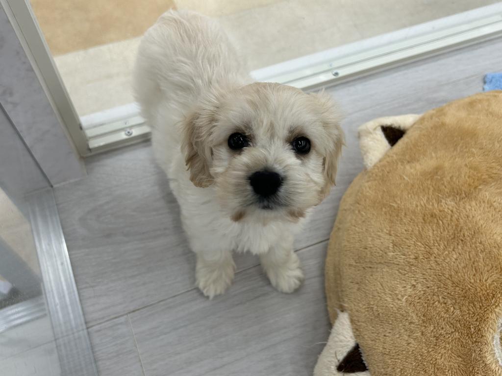 茨城県のハーフ犬・ミックス犬 (OneBuddyトモニーつくば店/2026年1月25日生まれ/男の子/その他色)の子犬の2枚目の画像