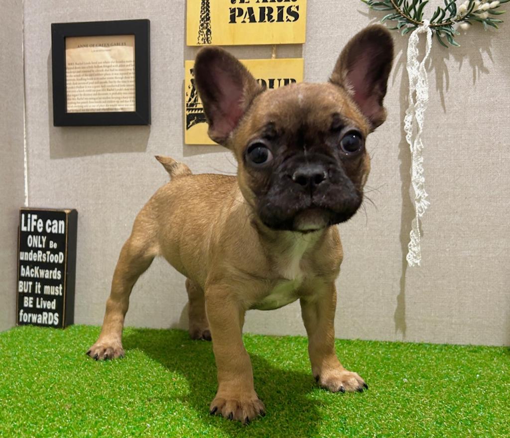茨城県のフレンチブルドッグ (ペッツワン水戸店/2026年1月20日生まれ/男の子/フォーン)の子犬の1枚目の画像