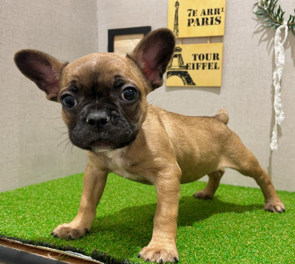 茨城県のフレンチブルドッグ (ペッツワン水戸店/2026年1月20日生まれ/男の子/フォーン)の子犬の2枚目の画像
