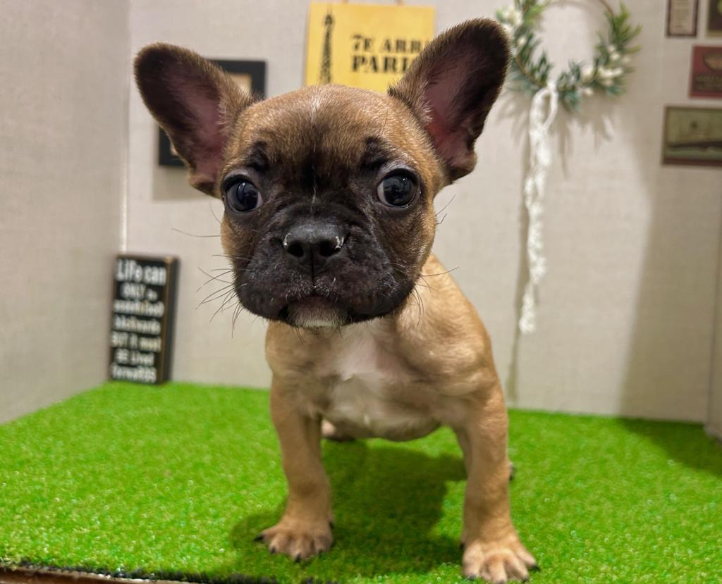 茨城県のフレンチブルドッグ (ペッツワン水戸店/2026年1月20日生まれ/男の子/フォーン)の子犬の3枚目の画像