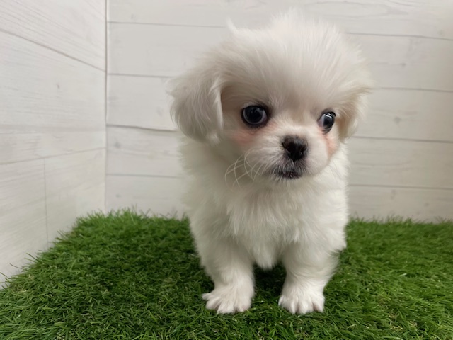 茨城県のハーフ犬・ミックス犬 (ペッツワン日立店/2026年2月7日生まれ/女の子/その他色)の子犬の1枚目の画像