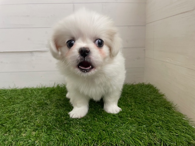 茨城県のハーフ犬・ミックス犬 (ペッツワン日立店/2026年2月7日生まれ/女の子/その他色)の子犬の2枚目の画像