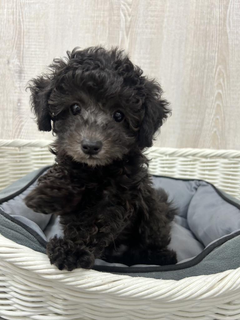 栃木県のトイプードル(トイ) (OneBuddy宇都宮店/2026年1月30日生まれ/女の子/シルバー)の子犬