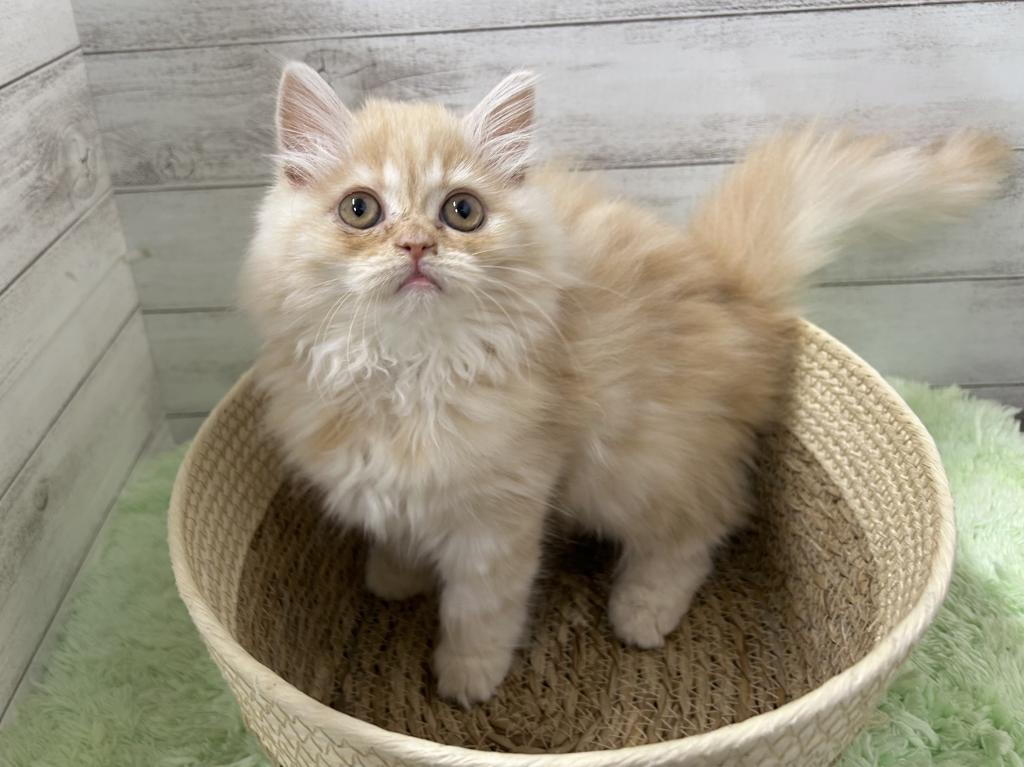 茨城県のミヌエット (OneBuddyトモニーつくば店/2026年1月3日生まれ/女の子/クリームタビー)の子猫の1枚目の画像