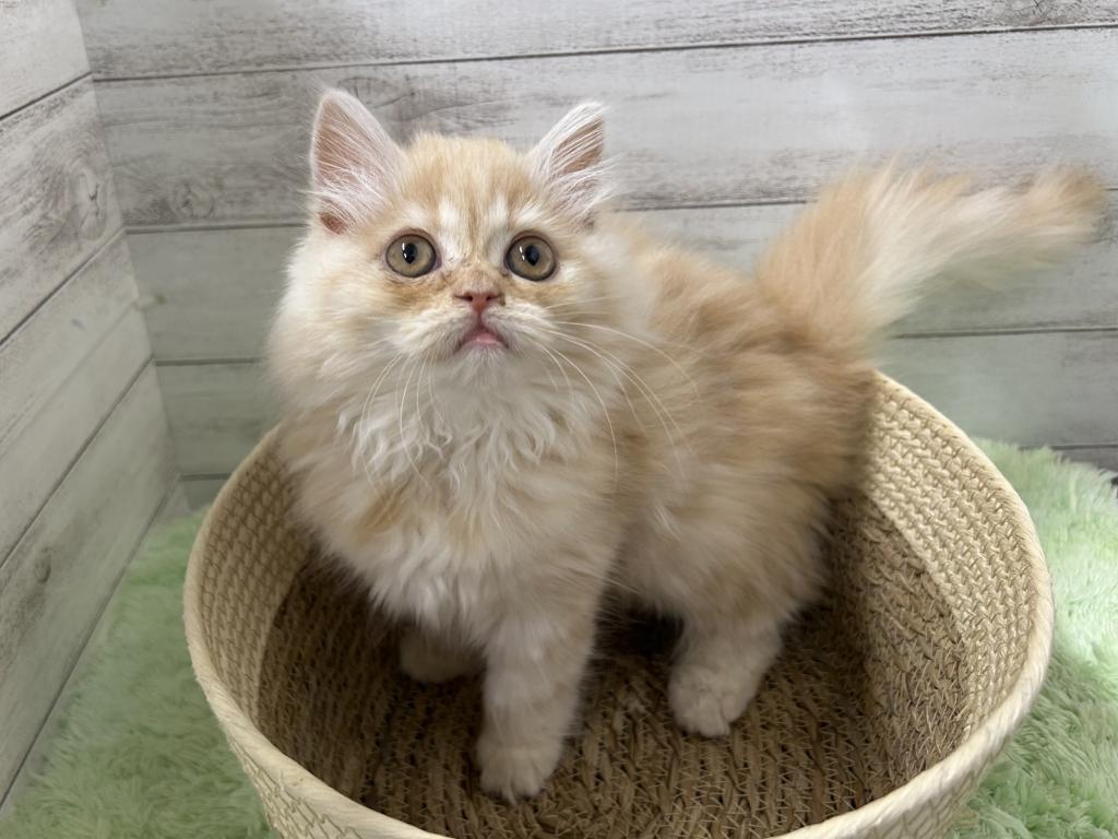 茨城県のミヌエット (OneBuddyトモニーつくば店/2026年1月3日生まれ/女の子/クリームタビー)の子猫の2枚目の画像