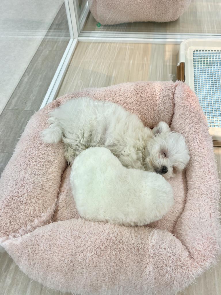 北海道のマルチーズ (ジャパンペッツトレーディング釧路店/2026年1月10日生まれ/女の子/ホワイト)の子犬