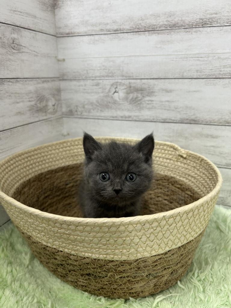 茨城県のブリティッシュショートヘアー (OneBuddyトモニーつくば店/2025年12月28日生まれ/男の子/ブルー)の子猫の1枚目の画像