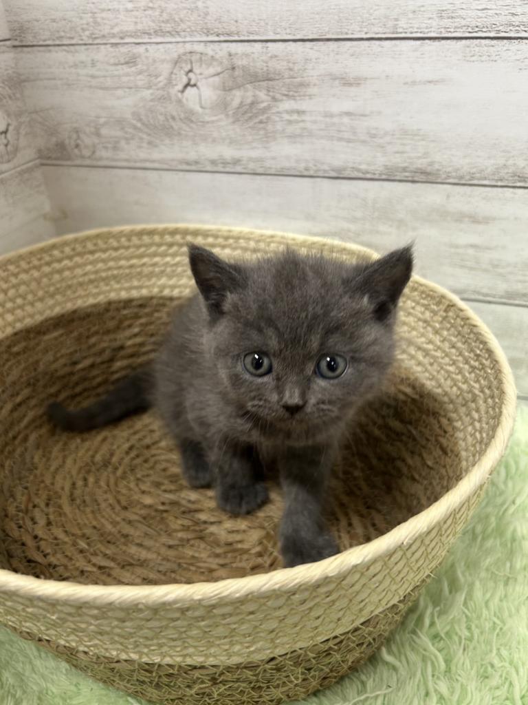 茨城県のブリティッシュショートヘアー (OneBuddyトモニーつくば店/2025年12月28日生まれ/男の子/ブルー)の子猫の2枚目の画像