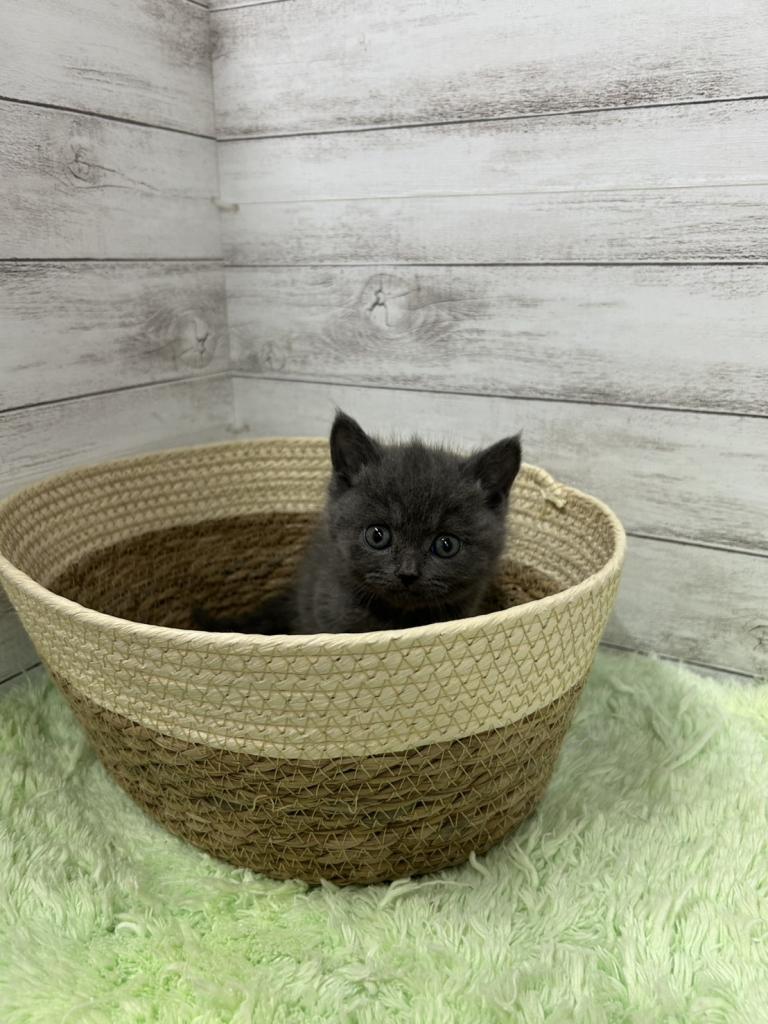 茨城県のブリティッシュショートヘアー (OneBuddyトモニーつくば店/2025年12月28日生まれ/男の子/ブルー)の子猫の3枚目の画像