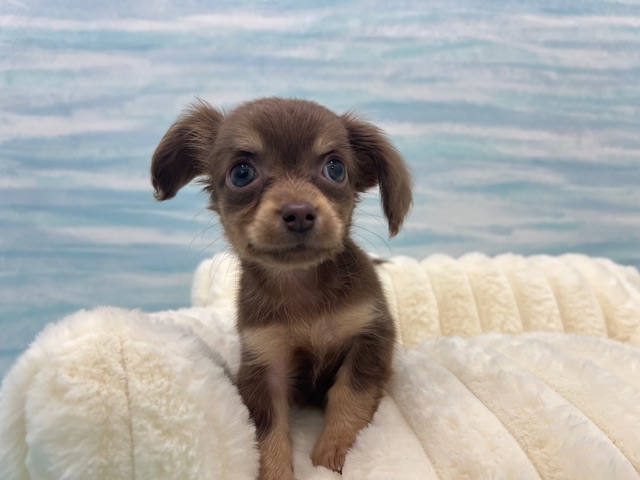 茨城県のチワックス(チワワ×ダックス) (OneBuddy水戸南店/2025年12月26日生まれ/女の子/チョコレートタン)の子犬