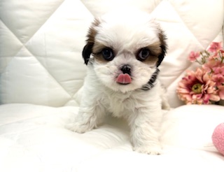 茨城県のシーズー (ペッツワン石岡玉里店/2025年11月28日生まれ/女の子/ゴールドホワイト)の子犬の1枚目の画像