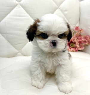 茨城県のシーズー (ペッツワン石岡玉里店/2025年11月28日生まれ/女の子/ゴールドホワイト)の子犬の3枚目の画像