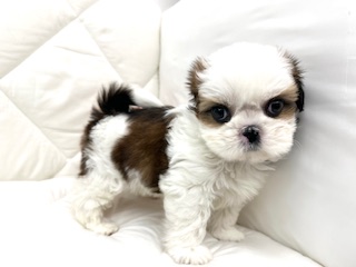 茨城県のシーズー (ペッツワン石岡玉里店/2025年11月28日生まれ/女の子/ゴールドホワイト)の子犬の4枚目の画像