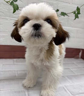 茨城県のシーズー (ペットアミ石岡店/2025年11月28日生まれ/女の子/ゴールドホワイト)の子犬の4枚目の画像