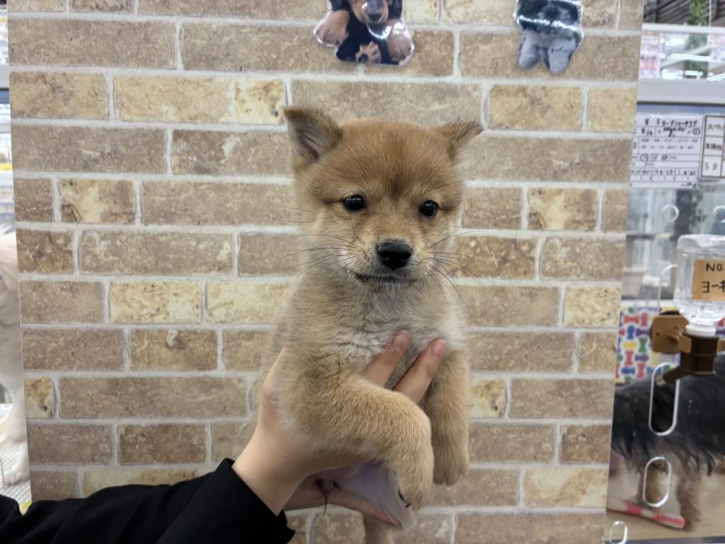 北海道のハーフ犬・ミックス犬 (ジャパンペッツトレーディング帯広店/2025年12月5日生まれ/女の子/オレンジ)の子犬