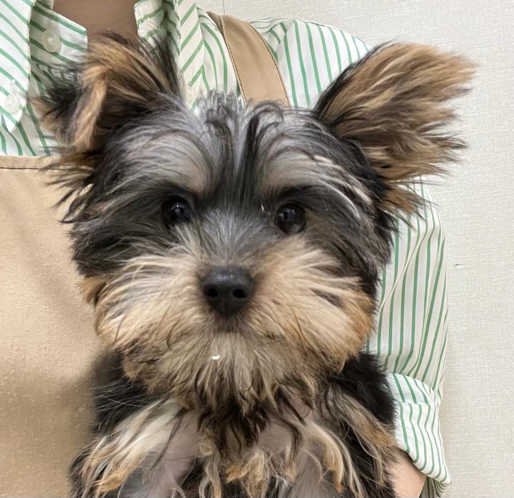 静岡県のヨークシャーテリア (ペットアミ吉田店/2026年1月3日生まれ/男の子/スチールブルータン)の子犬