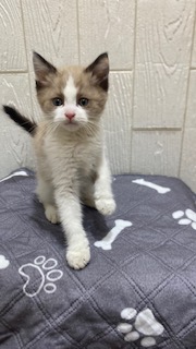 東京都のマンチカン (OneBuddy仙川店/2025年12月20日生まれ/男の子/シールポイント)の子猫の1枚目の画像