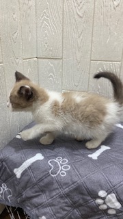 東京都のマンチカン (OneBuddy仙川店/2025年12月20日生まれ/男の子/シールポイント)の子猫の2枚目の画像