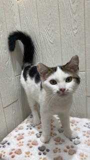 東京都のミヌエット (OneBuddy仙川店/2025年12月6日生まれ/男の子/ブラウンタビーホワイト)の子猫の3枚目の画像