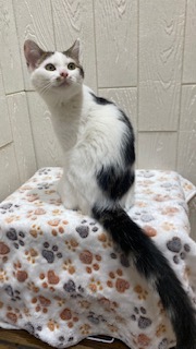 東京都のミヌエット (OneBuddy仙川店/2025年12月6日生まれ/男の子/ブラウンタビーホワイト)の子猫の4枚目の画像