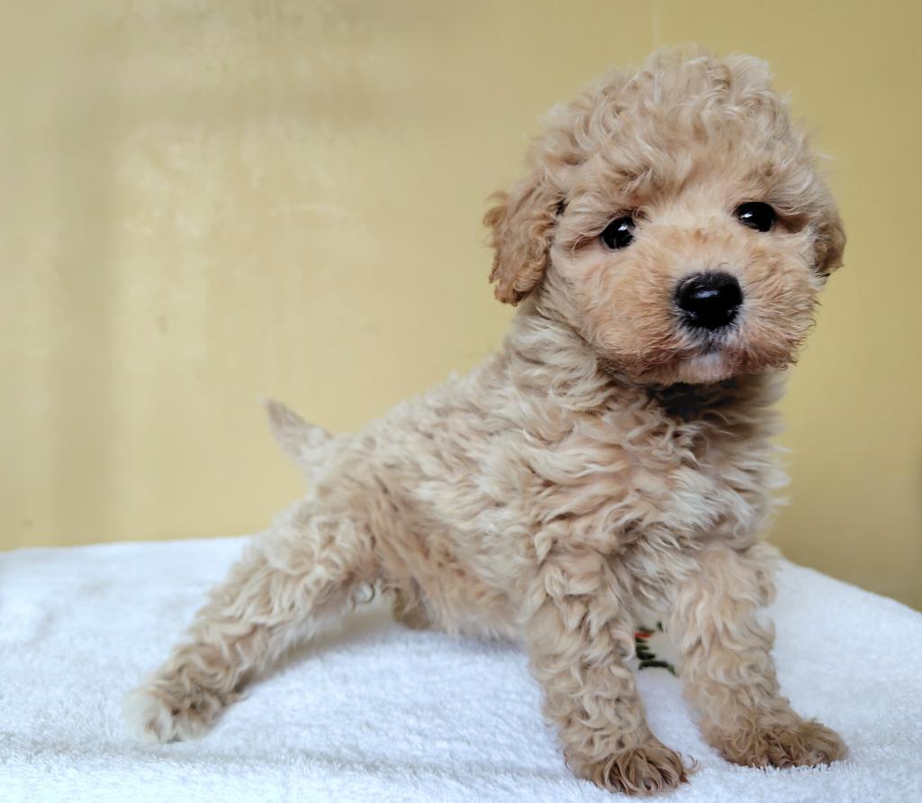 茨城県のビションプー(ビションフリーゼ×プードル) (OneBuddyトモニー水戸店/2026年2月15日生まれ/女の子/アプリコット)の子犬