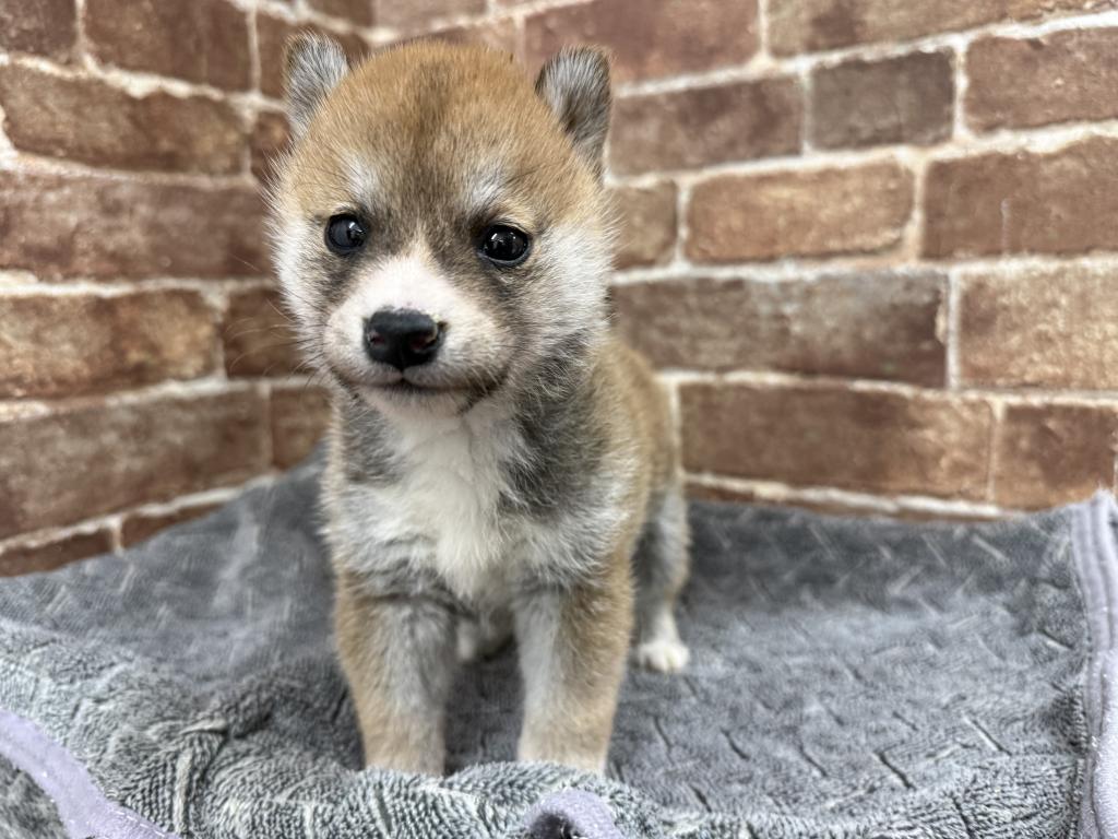 茨城県の柴犬(標準サイズ) (OneBuddy常陸大宮店/2026年1月3日生まれ/男の子/赤)の子犬の1枚目の画像