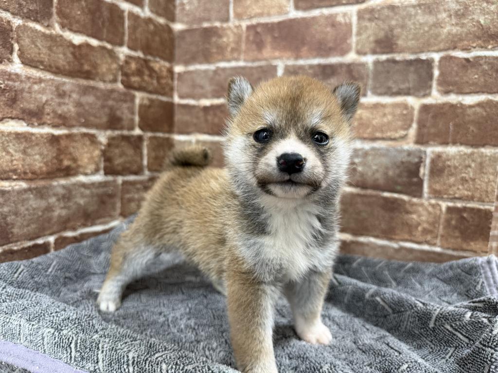 茨城県の柴犬(標準サイズ) (OneBuddy常陸大宮店/2026年1月3日生まれ/男の子/赤)の子犬の2枚目の画像