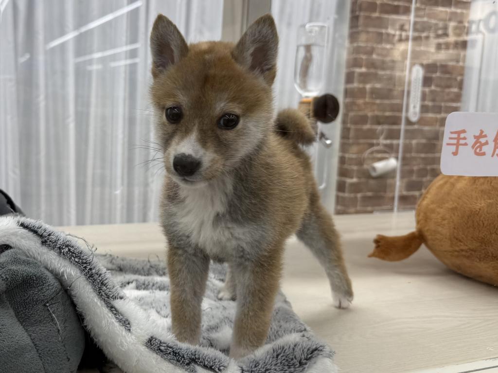 茨城県の柴犬(標準サイズ) (OneBuddy常陸大宮店/2026年1月3日生まれ/男の子/赤)の子犬の3枚目の画像