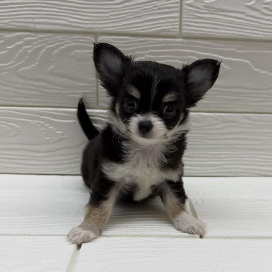 埼玉県のチワワ(ロング) (ペットプラザ草加松原店/2026年1月3日生まれ/女の子/ブラッククリームホワイト)の子犬