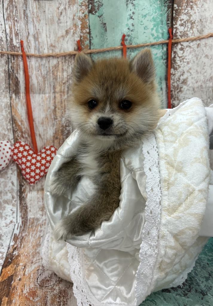 北海道のハーフ犬・ミックス犬 (ジャパンペッツトレーディング伏古店/2025年11月29日生まれ/男の子/赤)の子犬