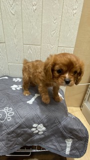 東京都のキャバリアキングチャールズスパニエル (OneBuddy仙川店/2025年12月19日生まれ/男の子/ルビー)の子犬の2枚目の画像