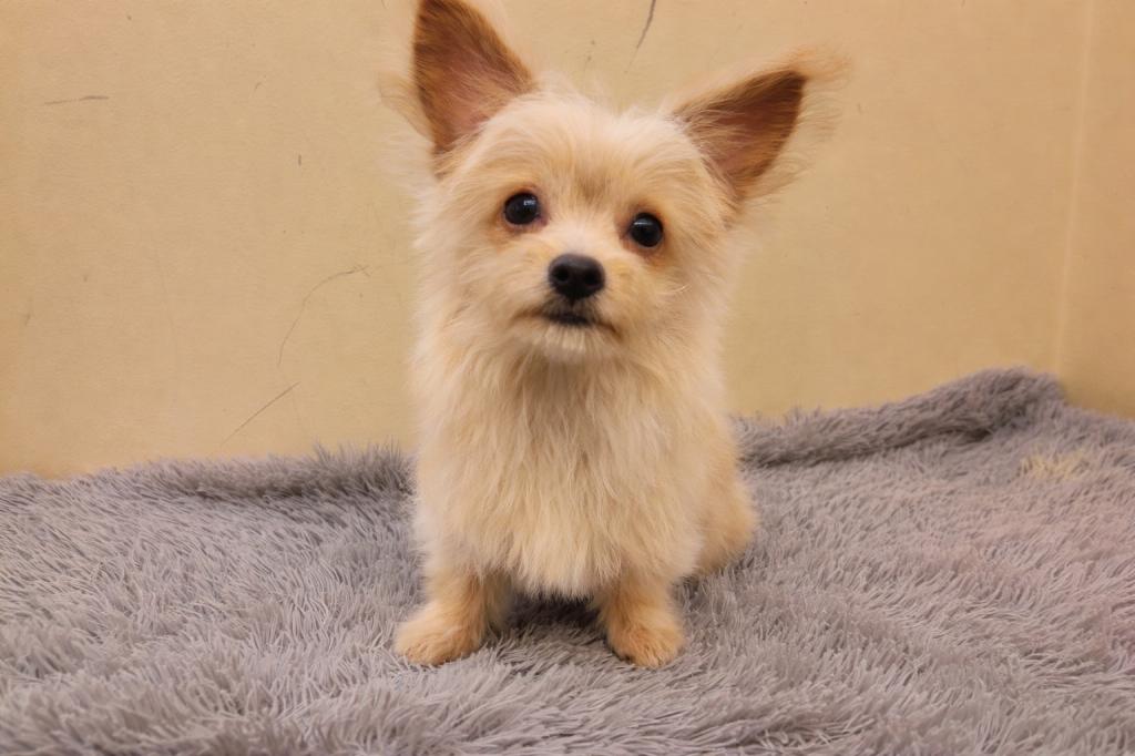 埼玉県のチワプー/プーチー(チワワ×プードル) (ペットプラザ越谷大里店/2025年11月29日生まれ/女の子/アプリコット)の子犬の2枚目の画像