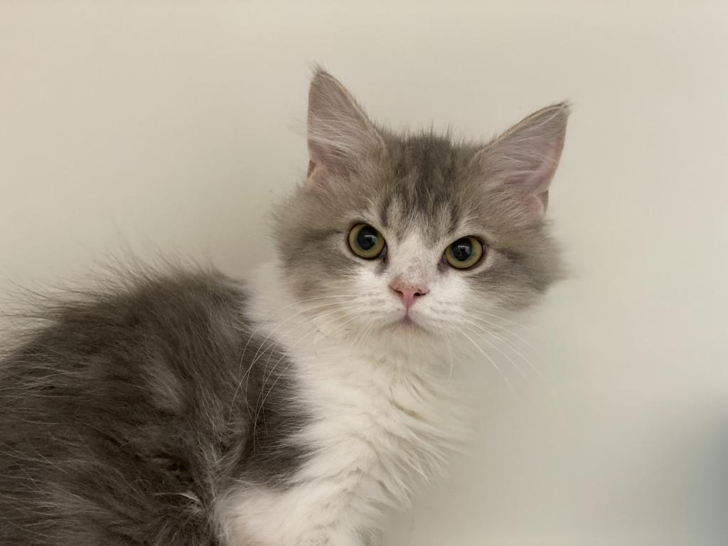 静岡県のラガマフィン (ペットアミ吉田店/2025年11月2日生まれ/男の子/ブルータビーホワイト)の子猫