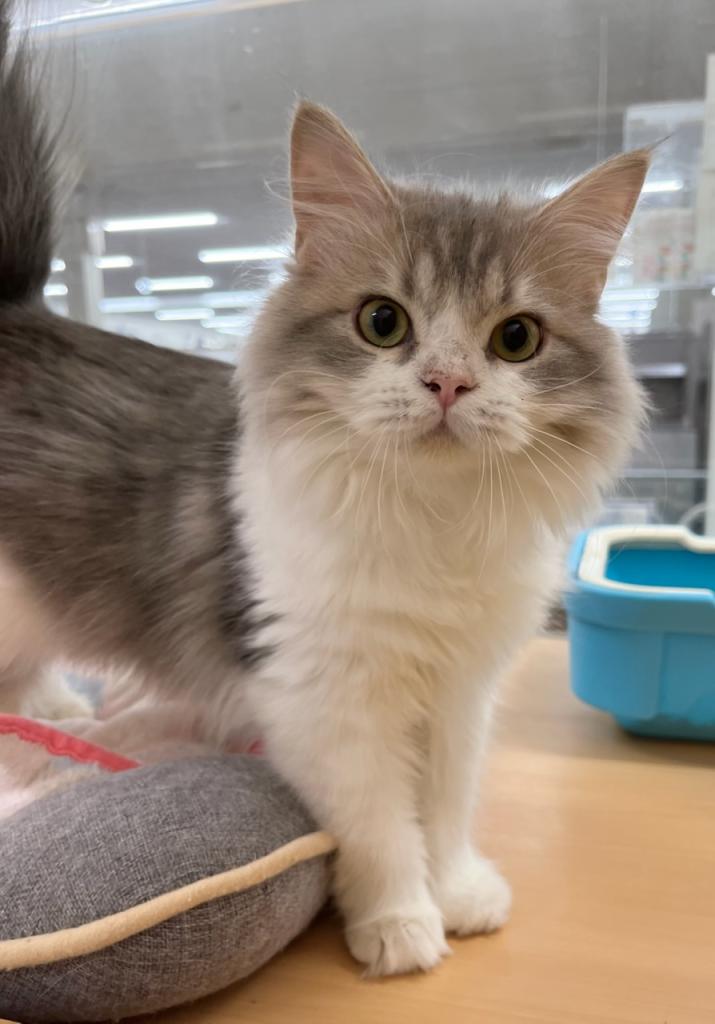 静岡県のラガマフィン (ペットアミ吉田店/2025年11月2日生まれ/男の子/ブルータビーホワイト)の子猫の1枚目の画像