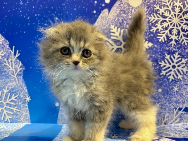 栃木県のスコティッシュフォールド (ペッツワン小山店/2025年12月27日生まれ/女の子/ダイリュートキャリコ)の子猫の1枚目の画像
