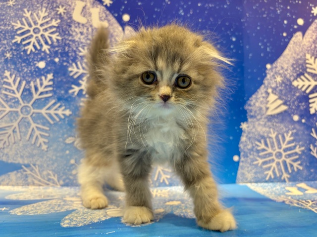 栃木県のスコティッシュフォールド (ペッツワン小山店/2025年12月27日生まれ/女の子/ダイリュートキャリコ)の子猫の2枚目の画像