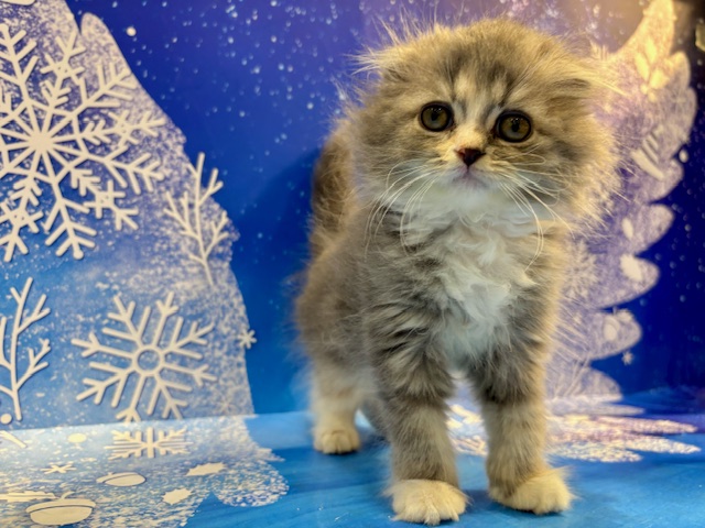 栃木県のスコティッシュフォールド (ペッツワン小山店/2025年12月27日生まれ/女の子/ダイリュートキャリコ)の子猫の4枚目の画像