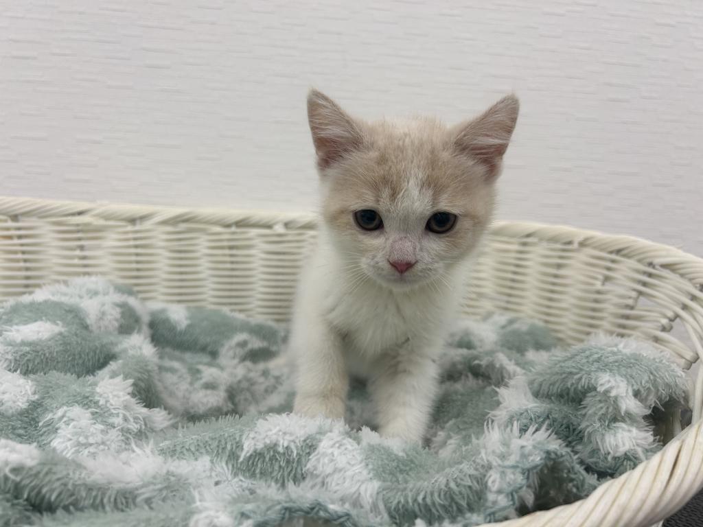 埼玉県のスコティッシュフォールド (OneBuddy宮代店/2025年12月13日生まれ/男の子/クリームタビーホワイト)の子猫の1枚目の画像