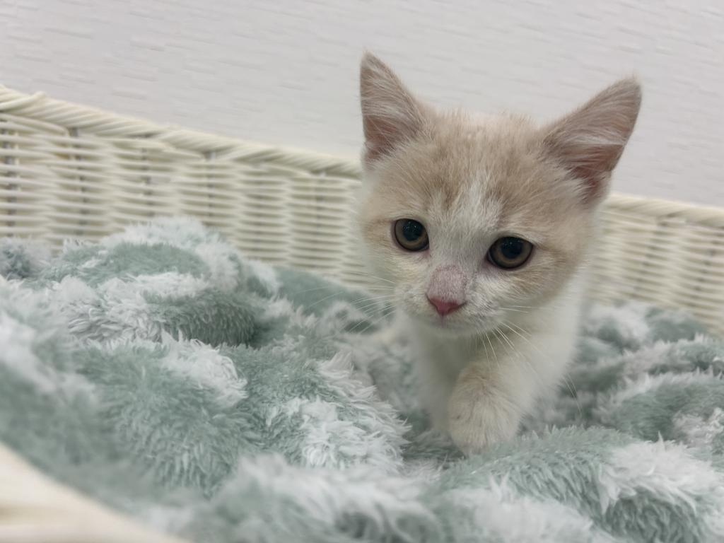 埼玉県のスコティッシュフォールド (OneBuddy宮代店/2025年12月13日生まれ/男の子/クリームタビーホワイト)の子猫の2枚目の画像