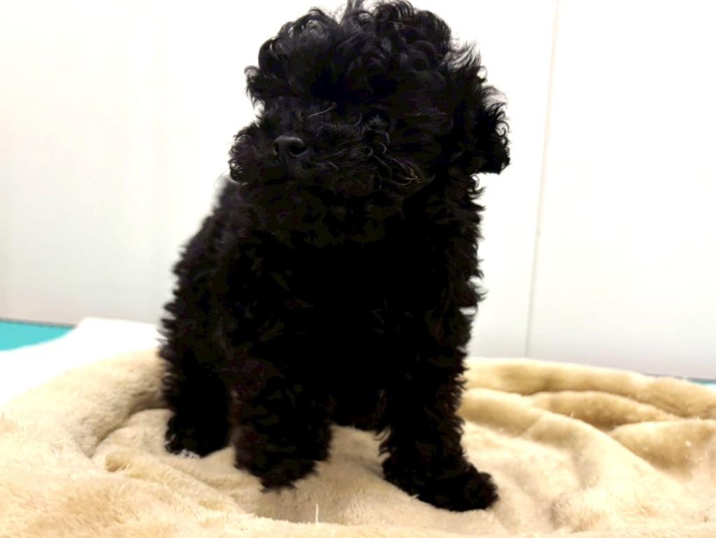 栃木県のトイプードル(トイ) (ペッツワン宇都宮平出店/2025年11月24日生まれ/男の子/ブラック)の子犬の3枚目の画像