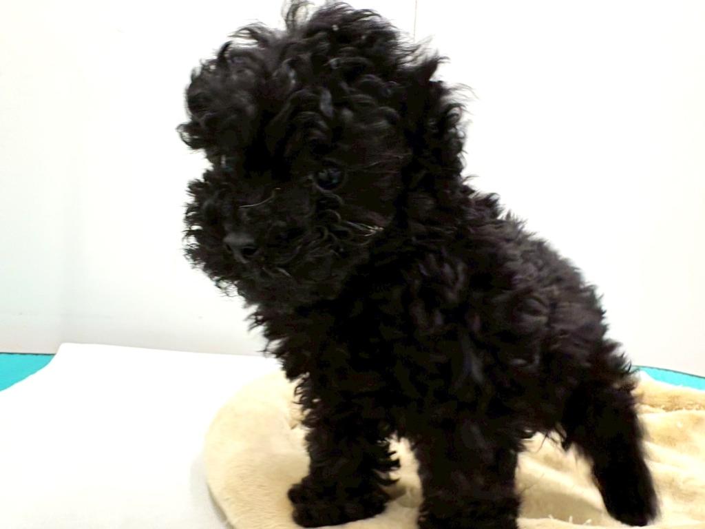 栃木県のトイプードル(トイ) (ペッツワン宇都宮平出店/2025年11月24日生まれ/男の子/ブラック)の子犬の2枚目の画像