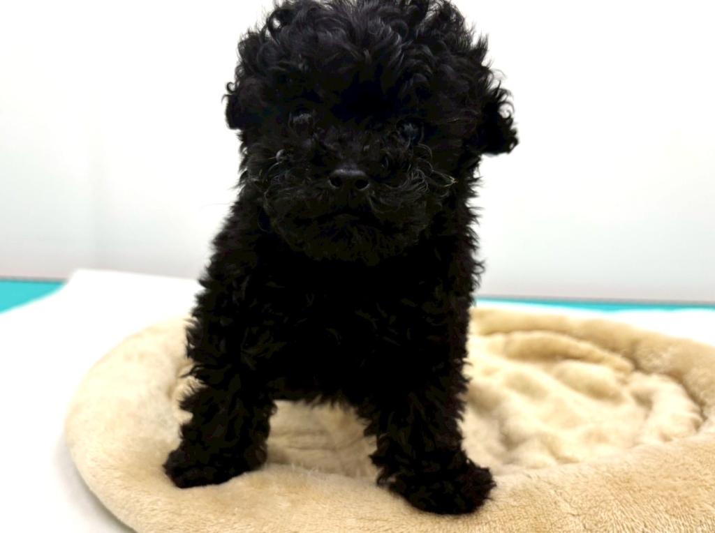 栃木県のトイプードル(トイ) (ペッツワン宇都宮平出店/2025年11月24日生まれ/男の子/ブラック)の子犬の1枚目の画像