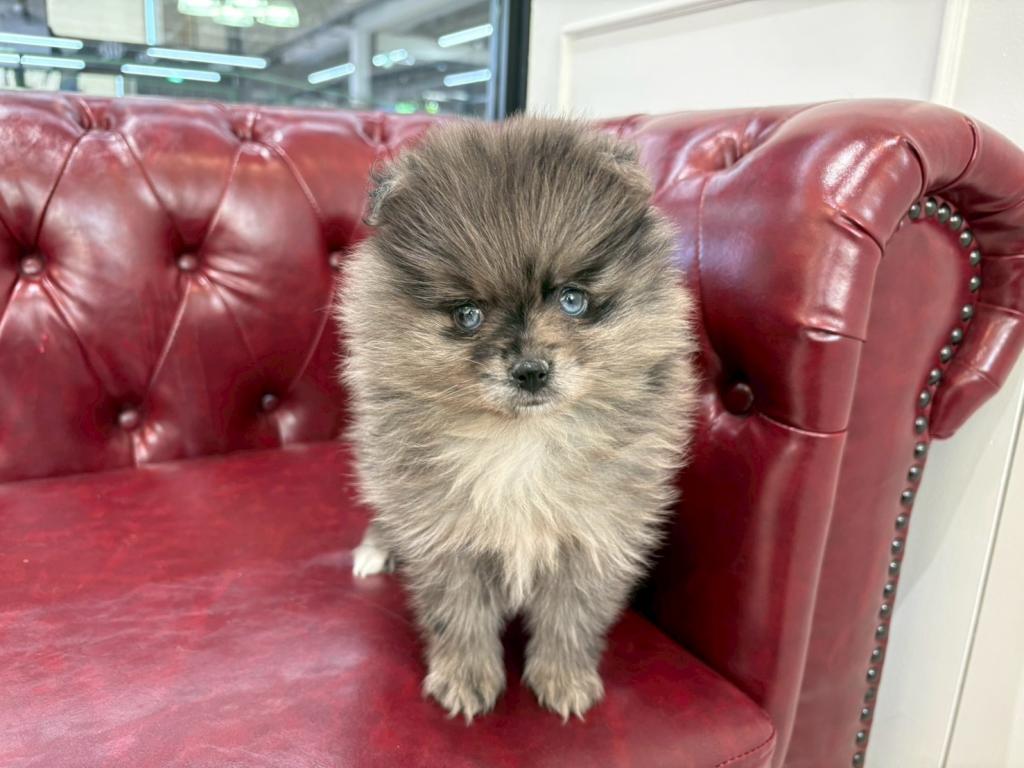 茨城県のポメラニアン (OneBuddy佐原東店/2025年11月29日生まれ/女の子/ブルーマール)の子犬の1枚目の画像