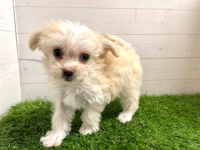 茨城県のマルプー(マルチーズ×プードル) (ペッツワン日立店/2025年11月29日生まれ/女の子/クリーム)の子犬