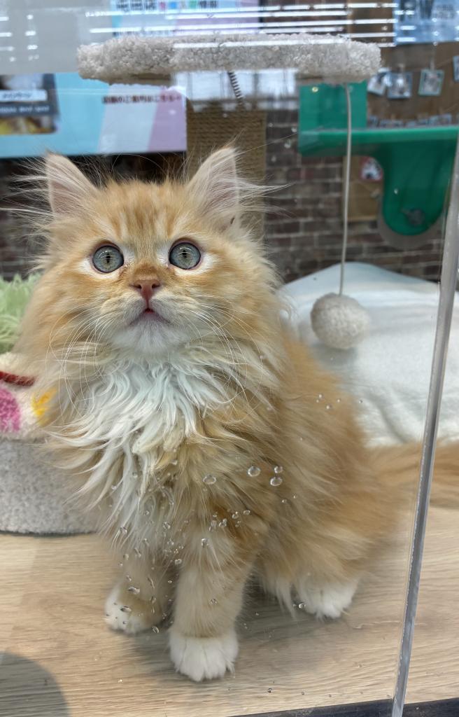 北海道のサイベリアン (ジャパンペッツトレーディング伏古店/2025年11月22日生まれ/男の子/レッドタビー)の子猫の2枚目の画像